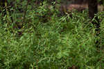 Thunberg's meadowsweet